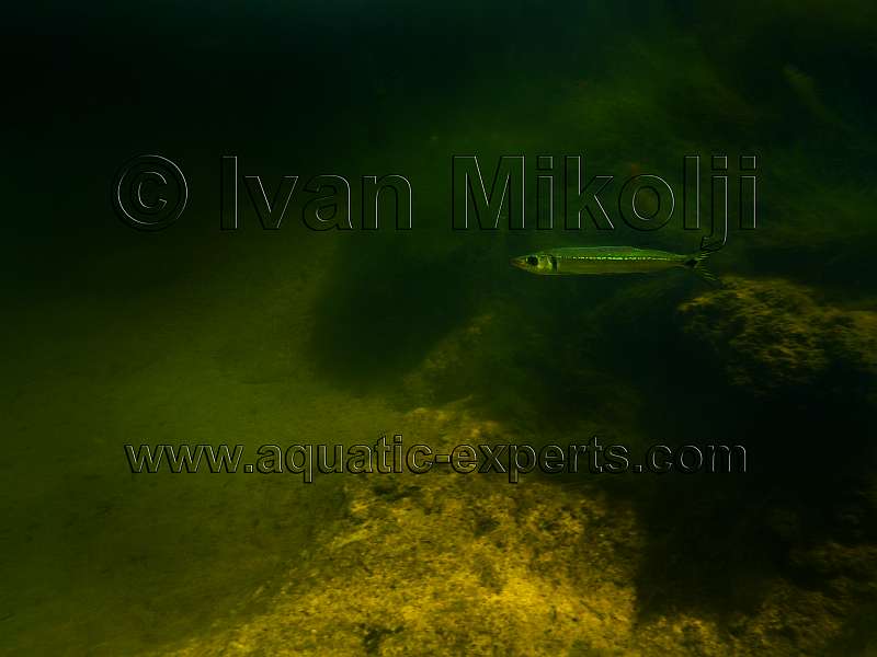 Acestrorhynchus microlepis
